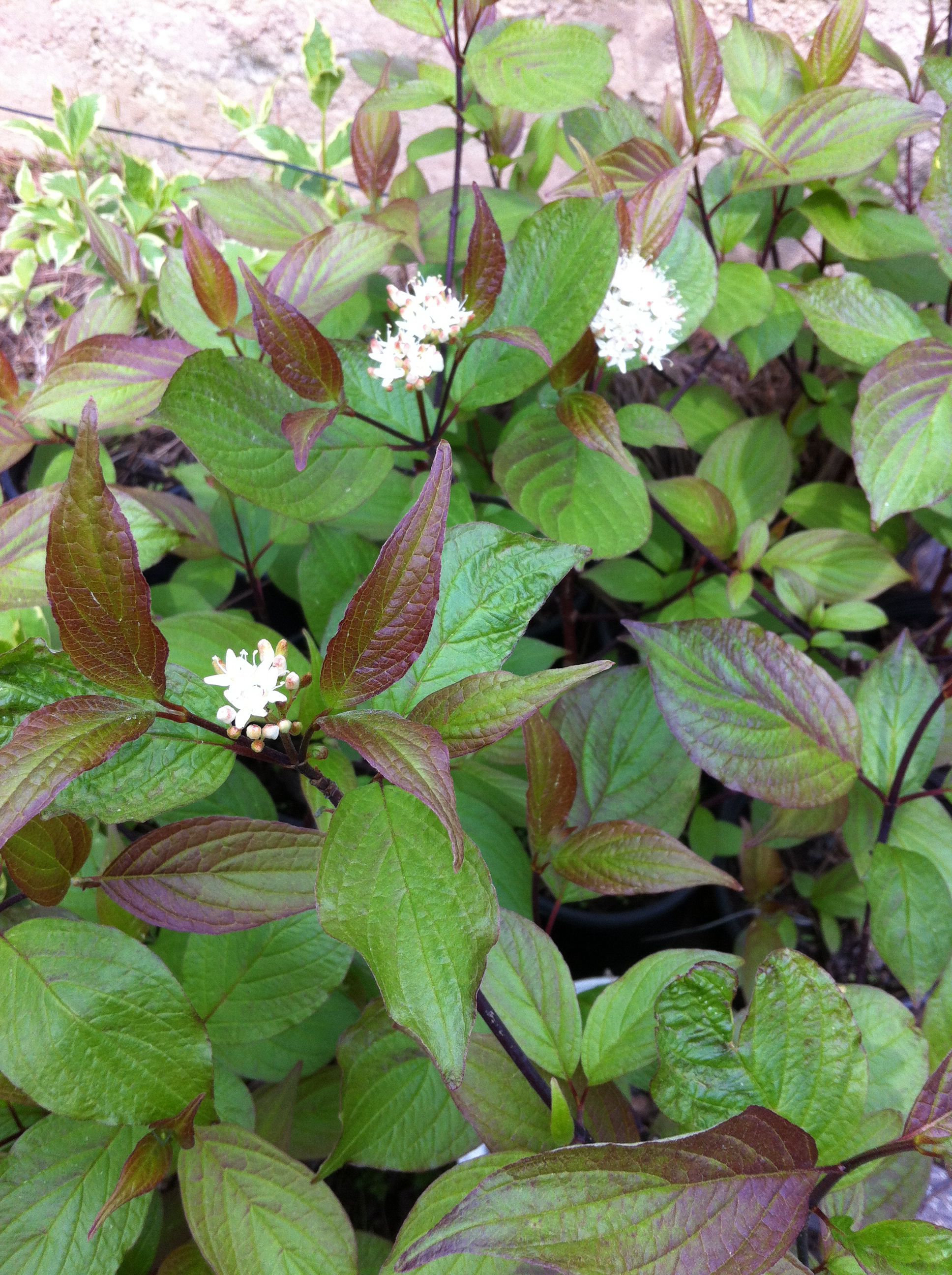 Cornus alba 'Kesselringii'